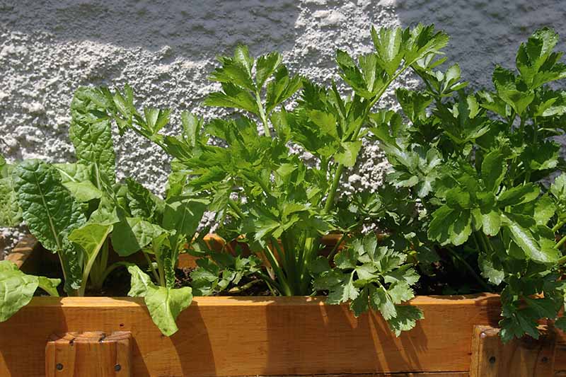 A close up horizontal image of celery and other vegetables growing in a wooden planter outdoors.