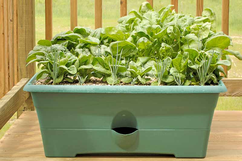 A close up horizontal image of vegetables and herbs growing in a green rectangular planter on a raised wooden deck.