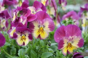 A close up horizontal image of pink and yellow violas growing in the garden pictured on a soft focus background.