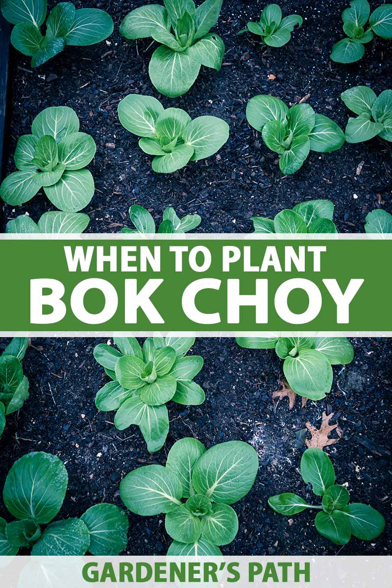 A close up vertical image of young bok choy plants growing in the garden. To the center and bottom of the frame is green and white printed text.