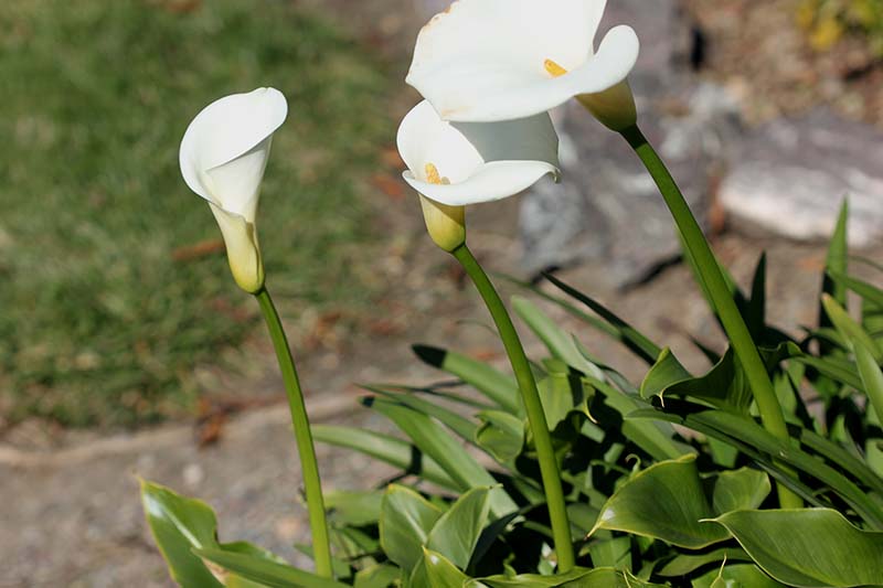 A close up horizontal image of white calla lilies growing in the garden leaning towards the sun pictured on a soft focus background.