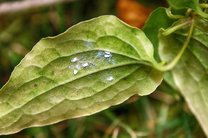 A close up horizontal image of a yellowing clematis leaf with an infestation of whiteflies on the undersides.