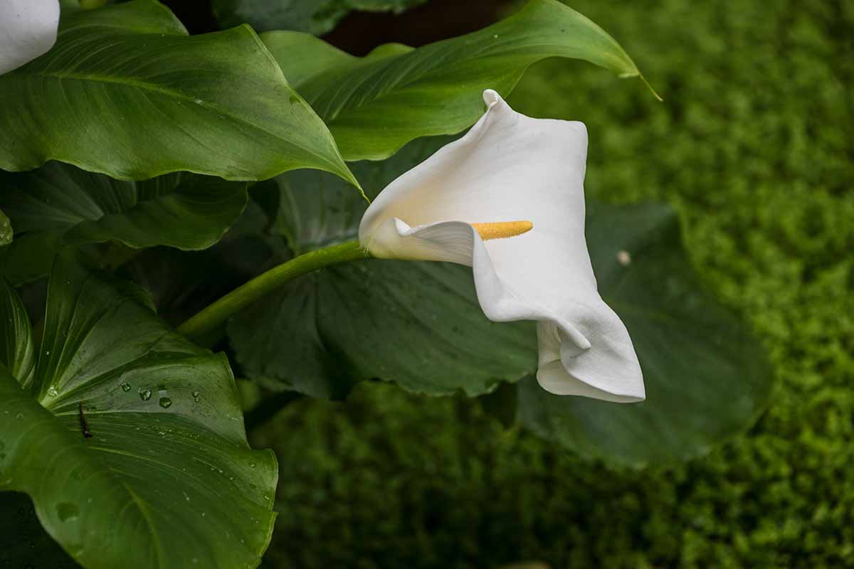 A close up horizontal image of a white calla lily that is drooping, pictured on a soft focus background.