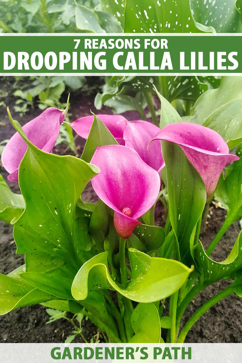 A close up vertical image of bright pink calla lilies growing in the garden with foliage in soft focus in the background. To the top and bottom of the frame is green and white printed text.