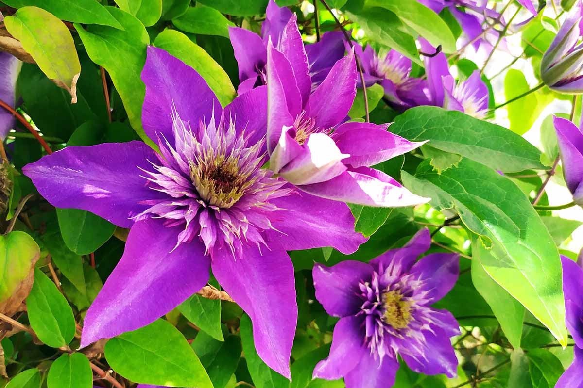 A close up horizontal image of bright purple clematis flowers growing on the vine pictured in bright filtered sunshine.