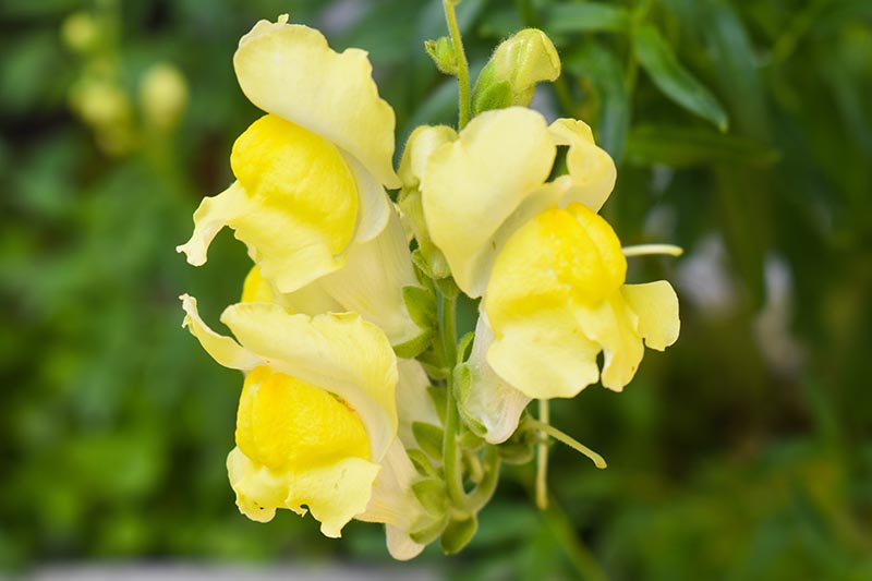 A close up horizontal image of yellow Antirrhinum blossoms growing in the garden pictured on a green soft focus background.