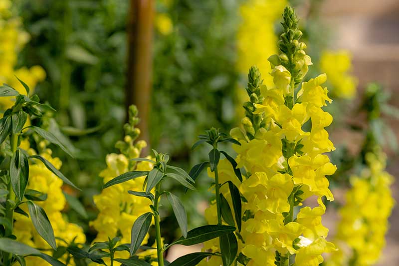 A close up horizontal image of yellow snapdragon flowers growing in the garden pictured on a soft focus background.
