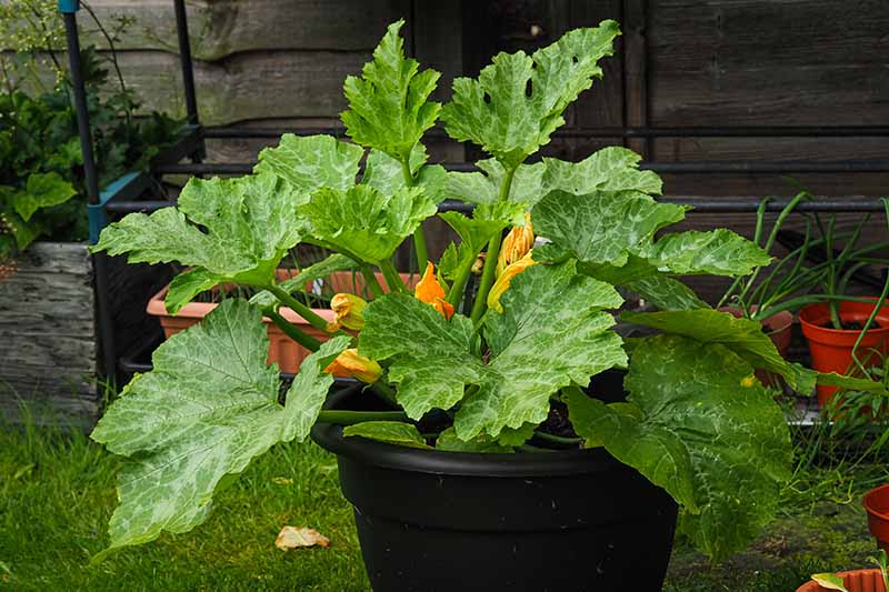 A close up horizontal image of a zucchini plant growing in a large black pot.