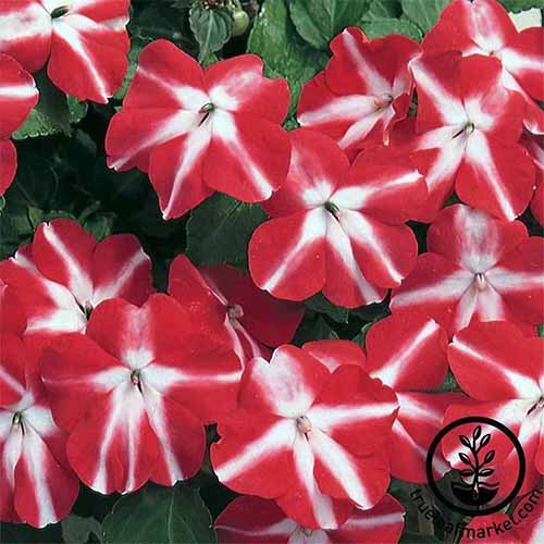 A close up square image of red and white bicolored impatiens flowers. To the bottom right of the frame is a black circular logo with text.