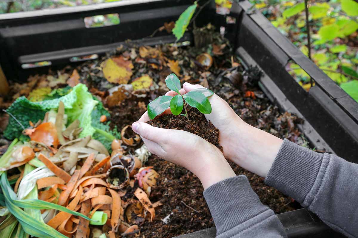 A horizontal image of two hands from the right of the frame placing plant material into a large compost bin.