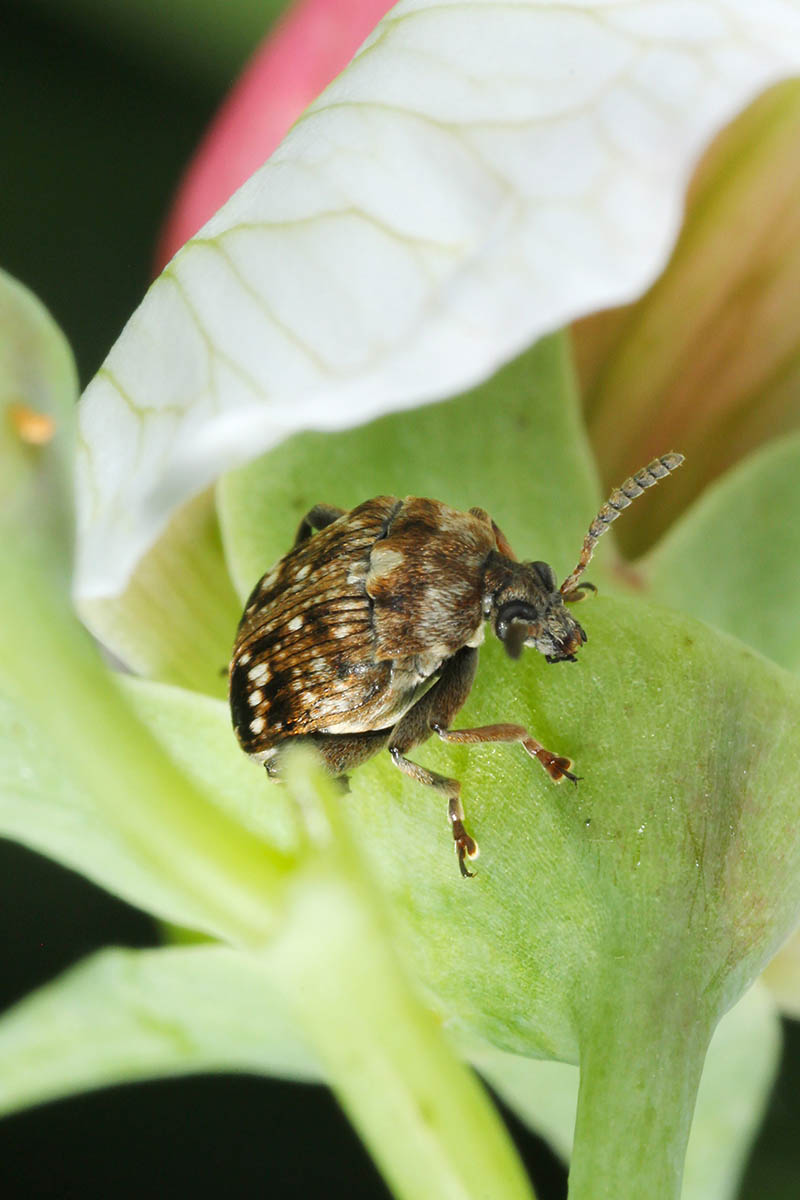 A close up vertical image of a Bruchus pisorum infesting a flower pictured on a soft focus background.