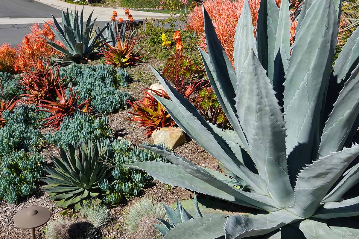 A close up horizontal image of a garden border planted with a variety of different agaves and other drought-tolerant plants.