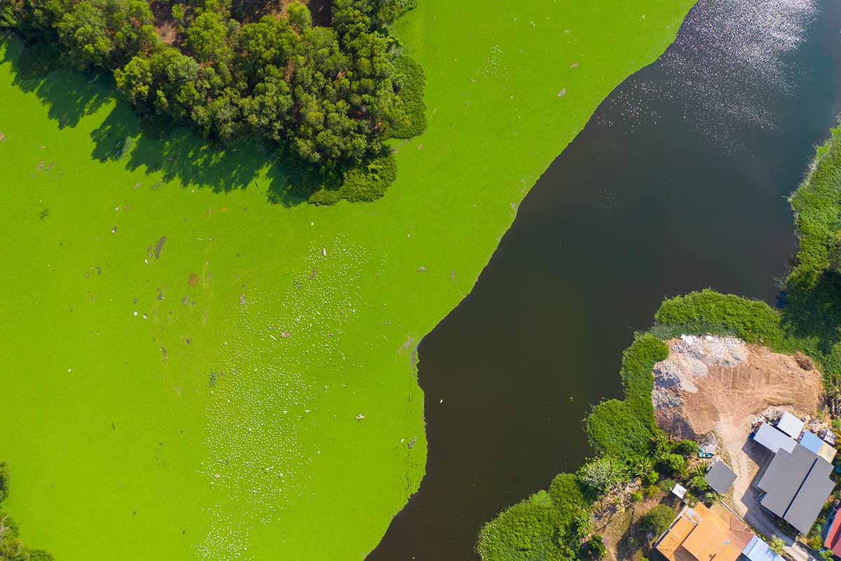 A horizontal image taken from above to show a body of water suffering from a large algal bloom.