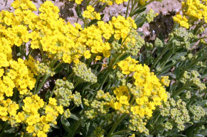 A close up horizontal image of yellow mountain alyssum growing in bright sunshine.