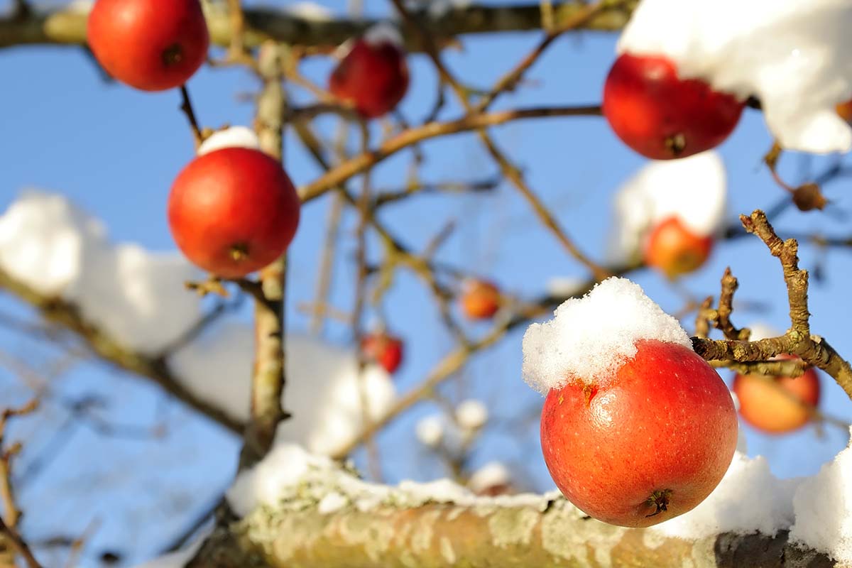A close up horizontal image of an apple tree covered in a dusting of snow.