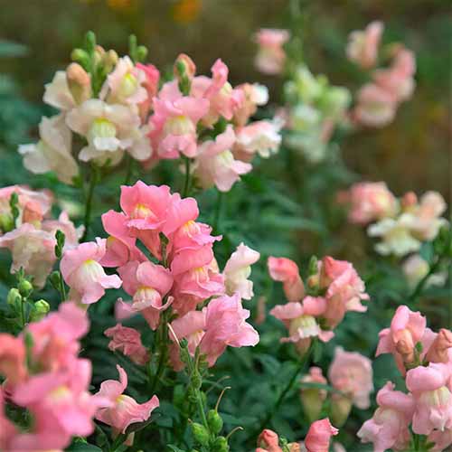 A close up square image of 'Appleblossom' snapdragon flowers growing outdoors pictured on a soft focus background.