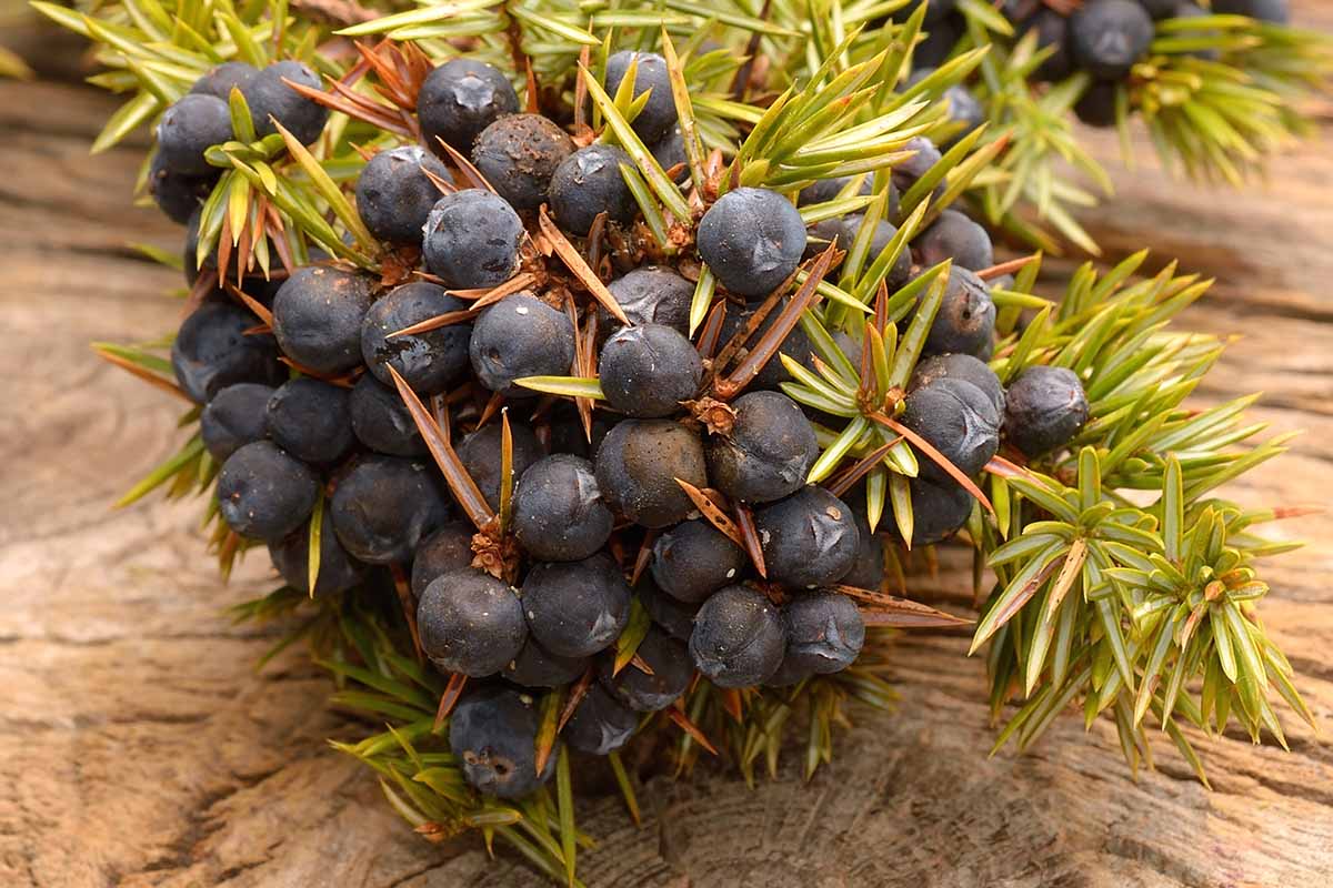 A close up of a cluster of juniper berries set on a wooden surface.
