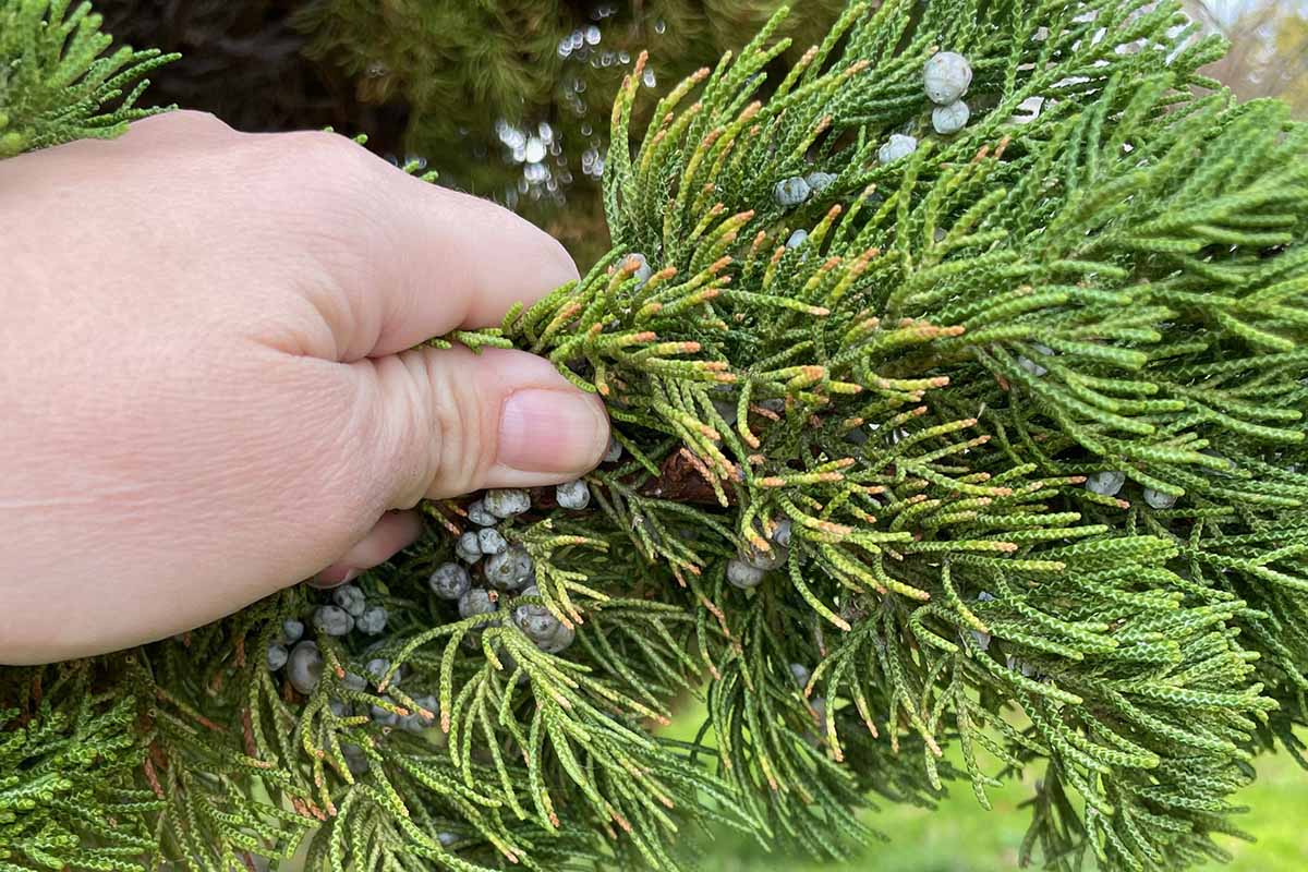 A close up horizontal image of a hand from the left of the frame holding the branch of a juniper shrub with an abundance of ripe berries.