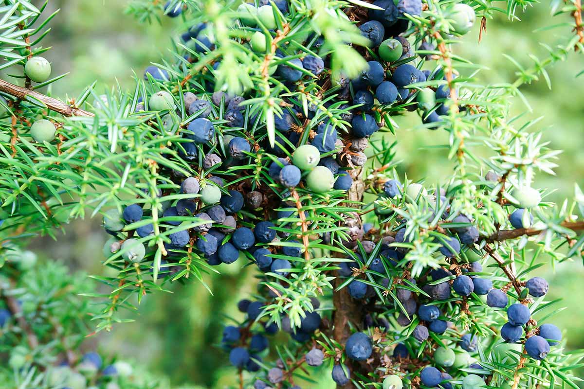 A close up horizontal image of ripe and unripe juniper berries growing on the shrub pictured in light sunshine on a soft focus background.