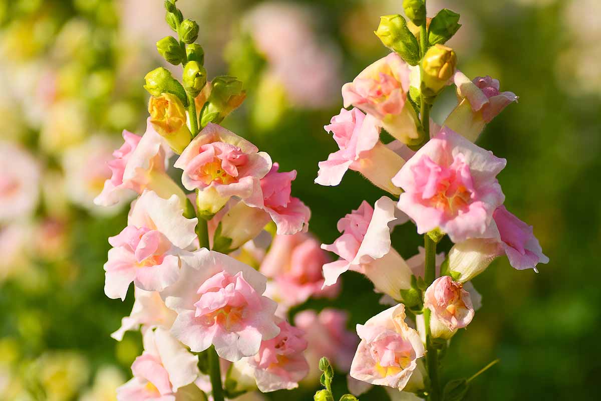 A close up horizontal image of pink and apricot Antirrhinum majus flowers growing in the garden pictured in light evening sunshine on a soft focus background.