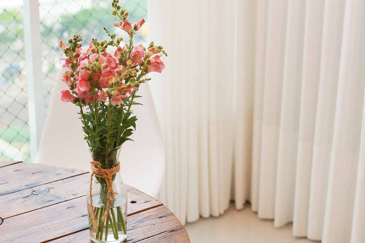 A close up horizontal image of a vase filled with freshly cut stems of snapdragon flowers set on a wooden table in a window.