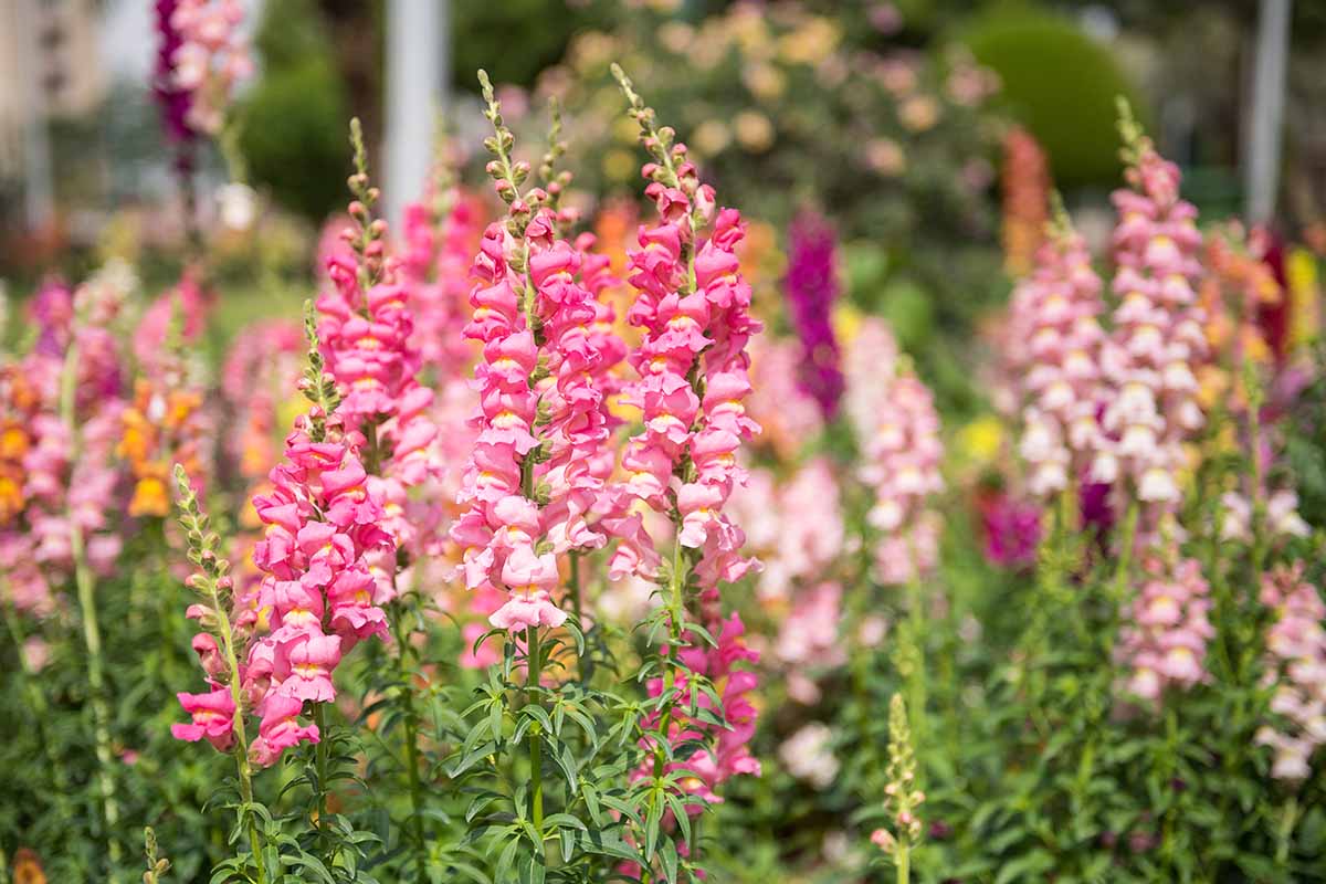 A close up horizontal image of pink snapdragon flowers growing in the garden pictured on a soft focus background.