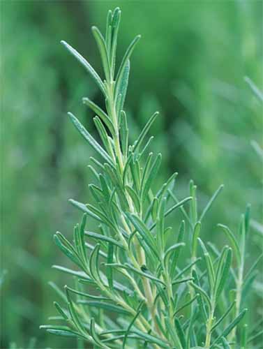 A close up of a sprig of rosemary 'Arp' pictured on a soft focus background.