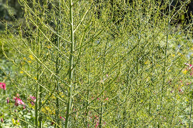 A horizontal image of asparagus ferns with yellow flowers pictured in bright sunshine.