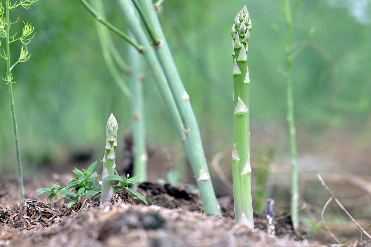 A close up horizontal image of asparagus growing in the garden pictured on a soft focus background.