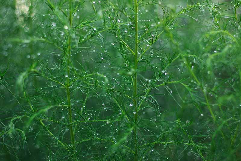 A horizontal image of asparagus ferns covered with raindrops pictured in soft focus.