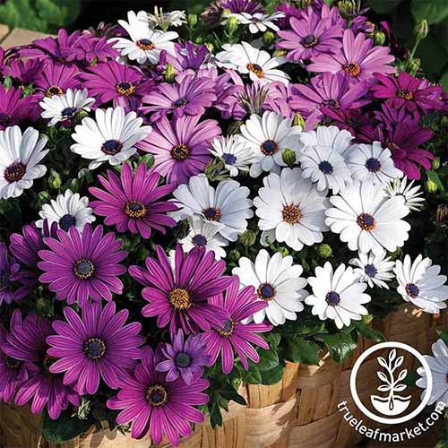 A close up square image of purple and white Asti Mix flowers growing in a wooden container. To the bottom right of the frame is a white circular logo with text.