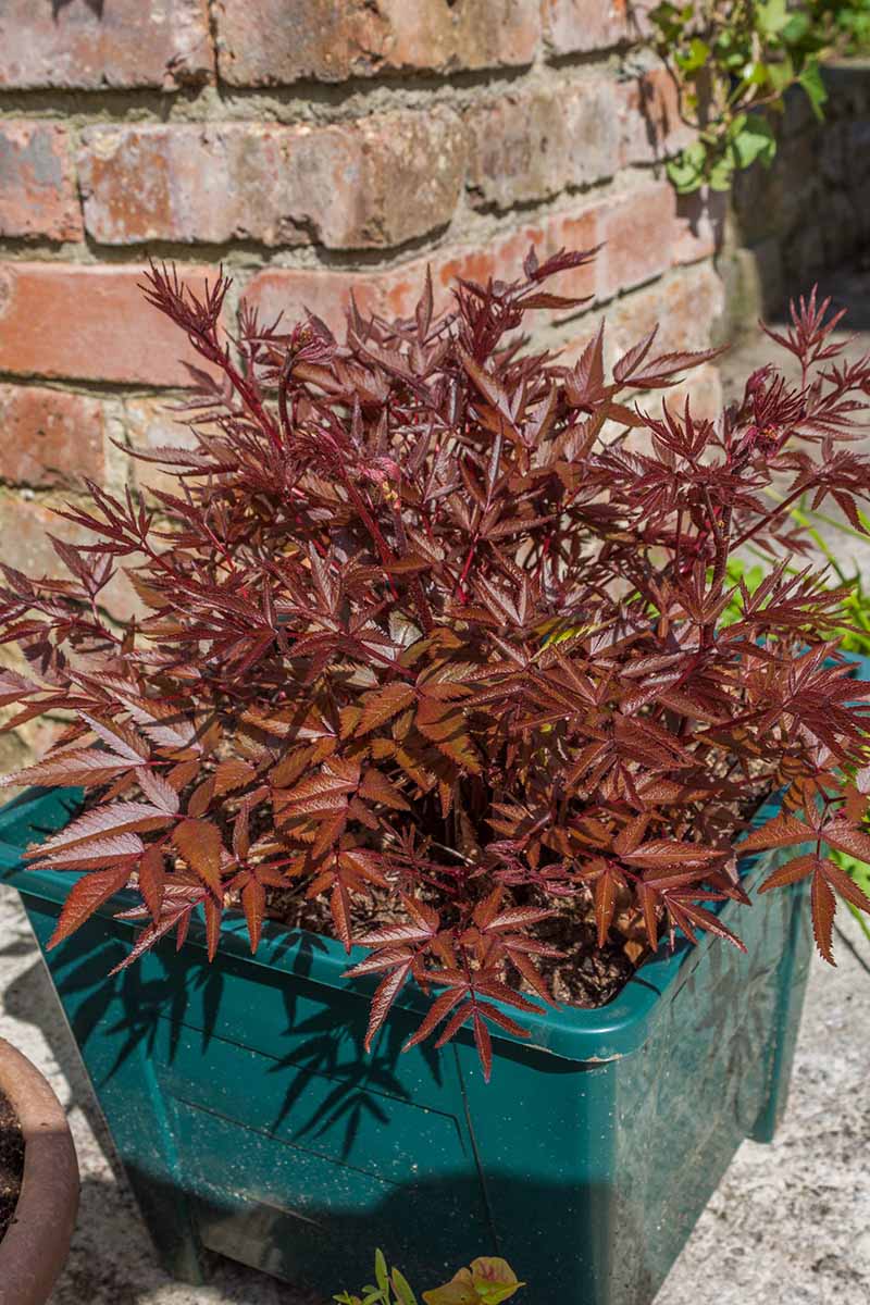 A close up vertical image of a large astilbe plant with dark brown foliage growing in a large green plastic pot with a brick wall in the background.