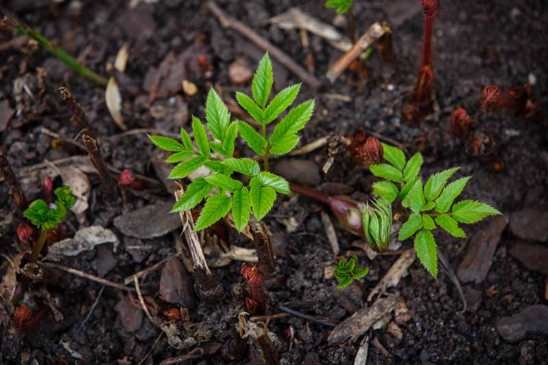 A close up horizontal image of astilbe seedlings growing in dark, rich soil.