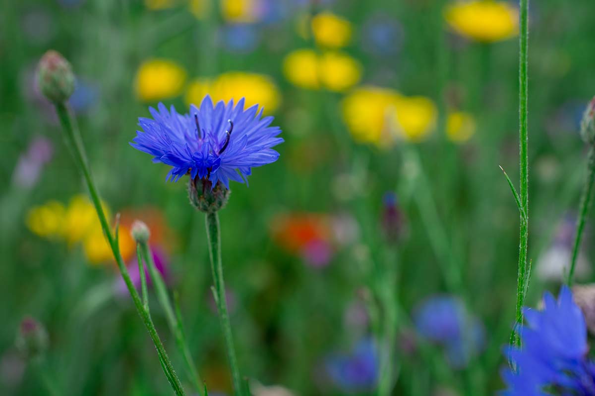 A close up horizontal image of blue bachelor's button flowers growing in the garden pictured on a soft focus background.