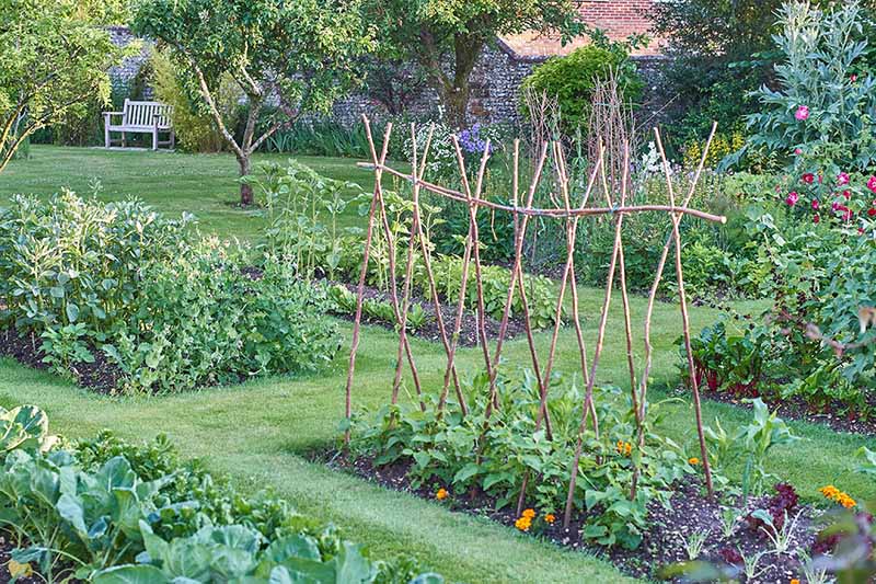 A horizontal image of a backyard vegetable garden with wooden trellis.