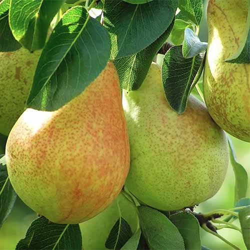 A square image of 'Baldwin' pears growing in the garden ready for harvest.