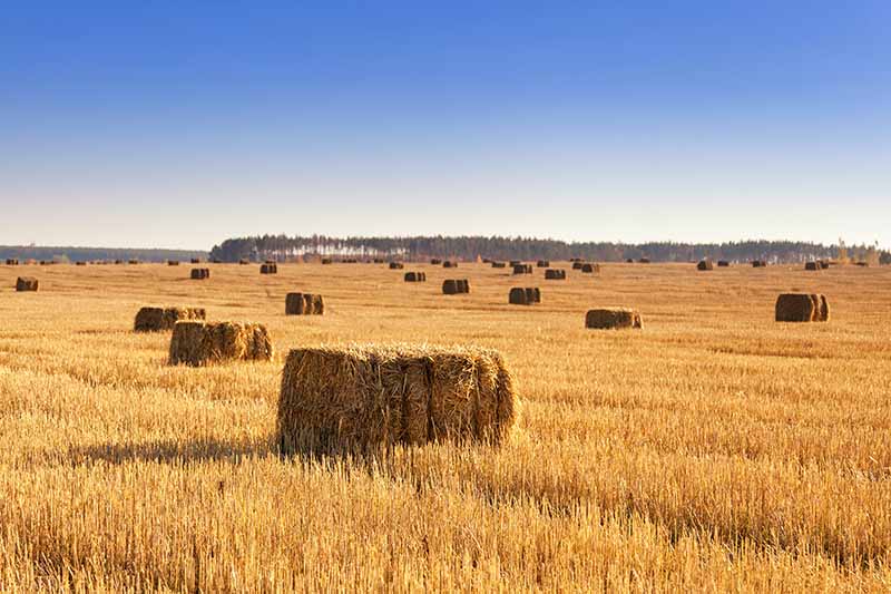 A horizontal image of a large field with straw bales pictured in the evening sunshine.