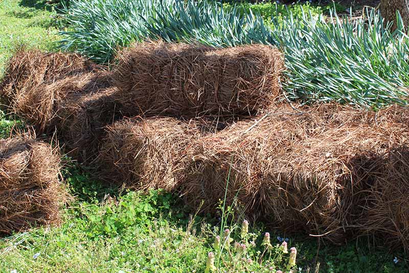 A close up horizontal image of bales of pine straw set on the ground next to a vegetable garden.