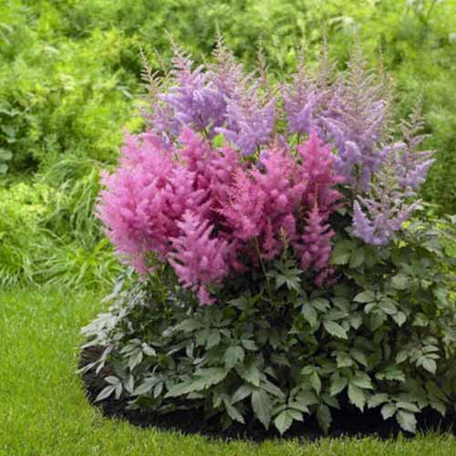 A close up square image of pink and purple astilbe flowers growing in a garden bed.