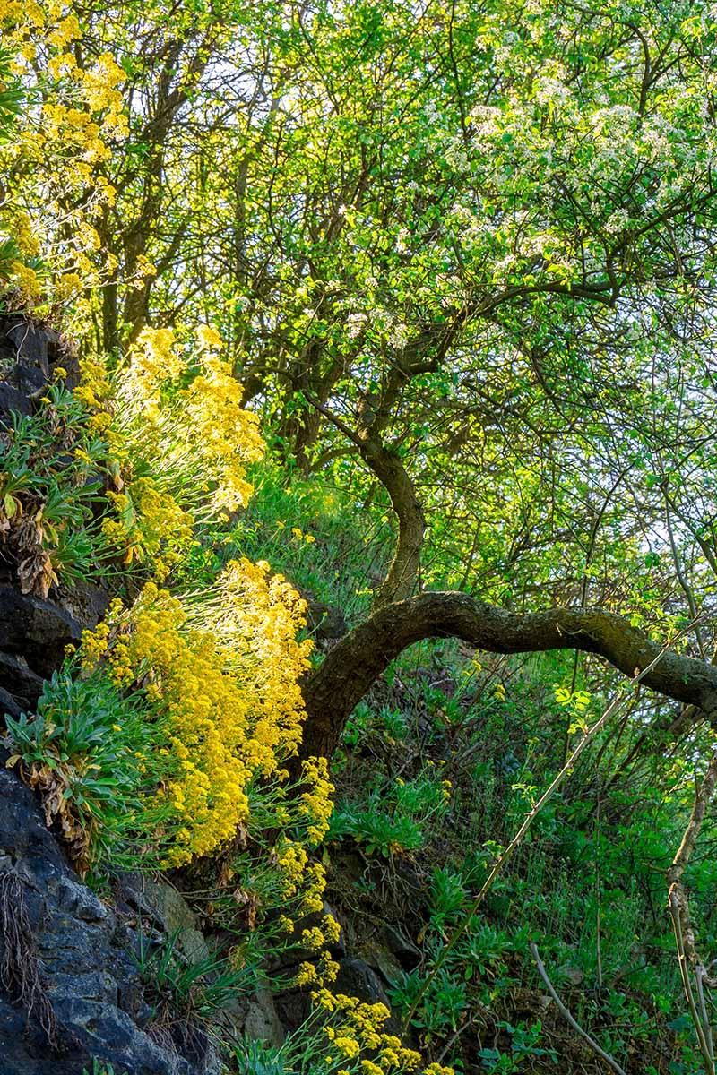 A vertical image of a woodland scene with trees and Aurinia saxatilis (basket of gold) growing in rocks.