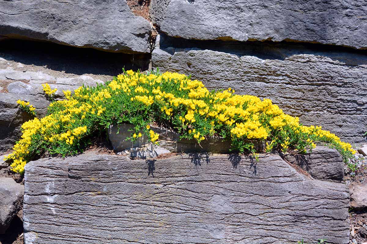 A close up horizontal image of Aurinia saxatilis (basket of gold) growing on rocks pictured in bright sunshine.