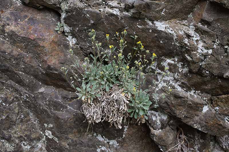 A horizontal image of basket of gold (Aurinia saxatilis) growing wild on a rocky outcrop.