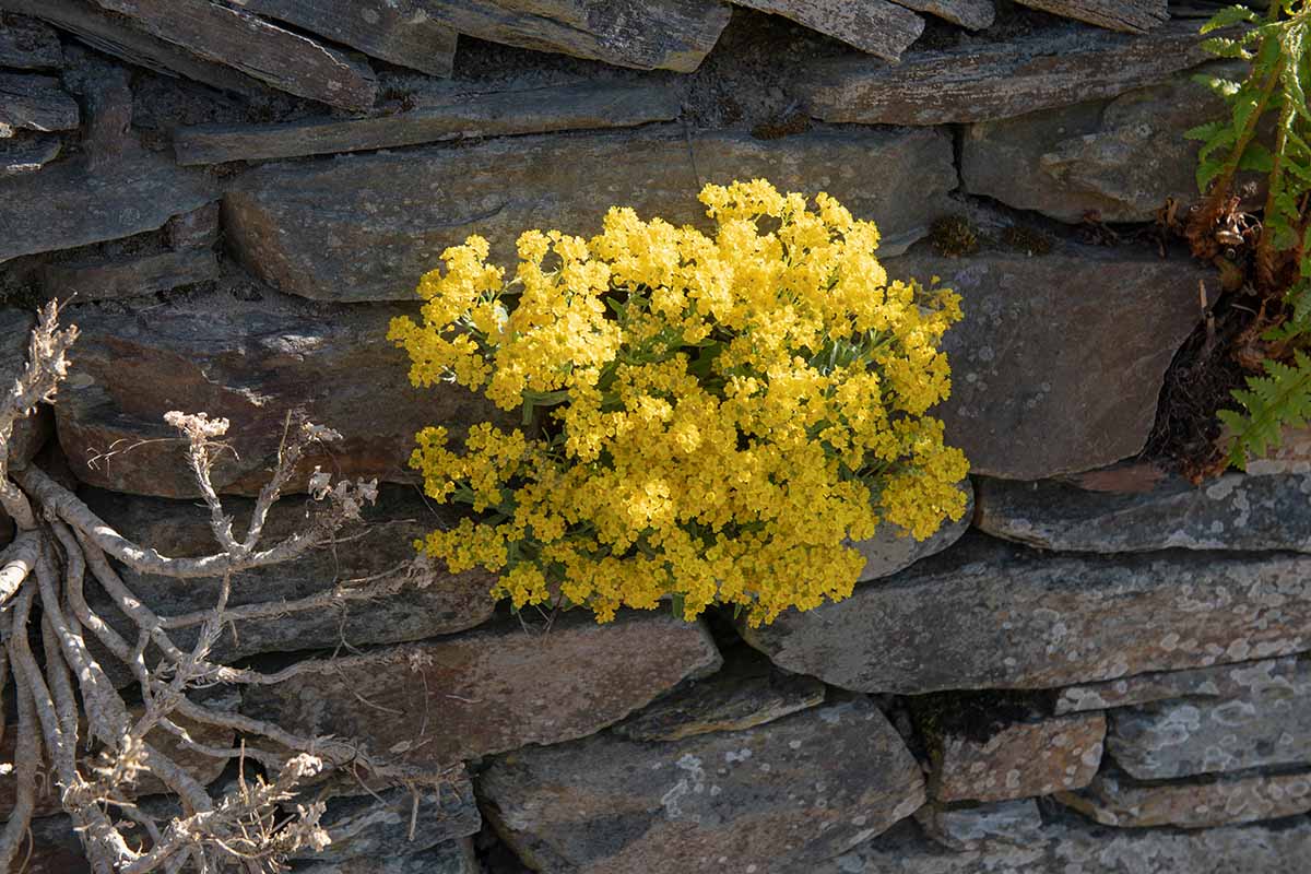 A close up horizontal image of Aurinia saxatilis (basket of gold) growing in the cracks of a dry stone wall.
