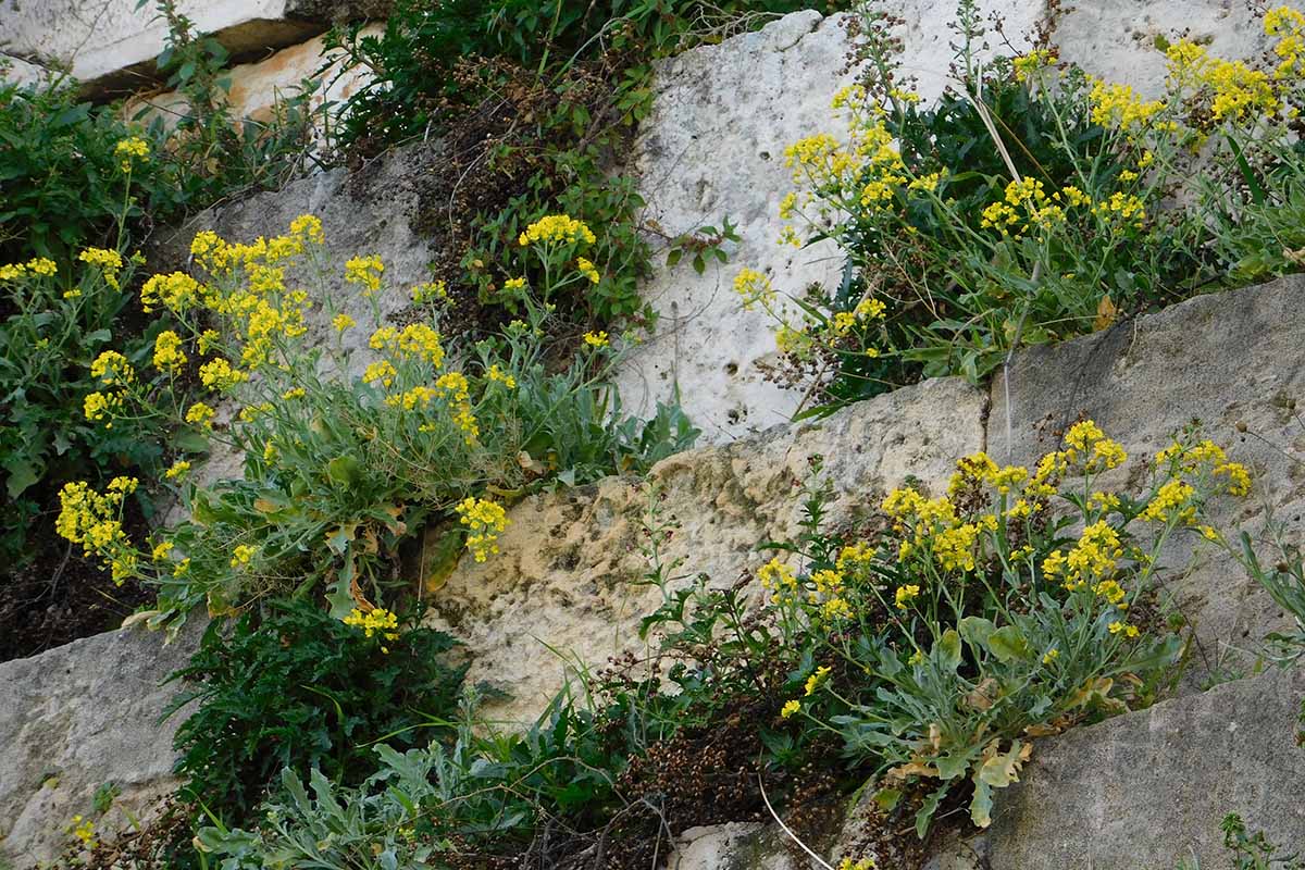 A horizontal image of basket of gold (Aurinia saxatilis) plants growing in the cracks of a stone wall.