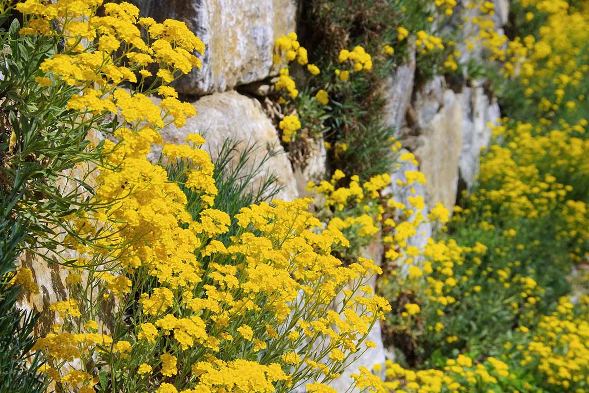 A close up horizontal image of bright yellow basket of gold (Aurinia saxatilis) flowers growing on a rocky stone wall.