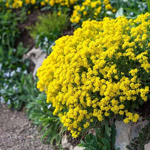 BASKET OF GOLD FLOWER SEEDS LANDSCAPING ETC PERFECT FOR  BASKET CONTAINERS