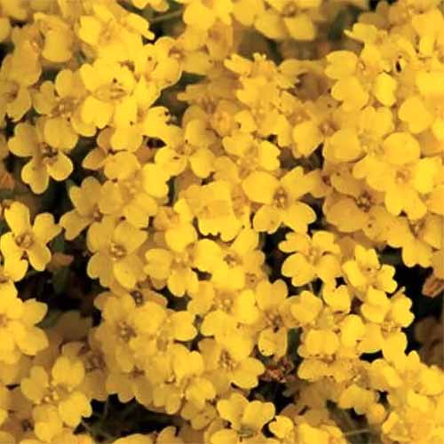 A close up square image of the bright yellow flowers of Aurinia saxatilis 'Summit' growing in the garden.