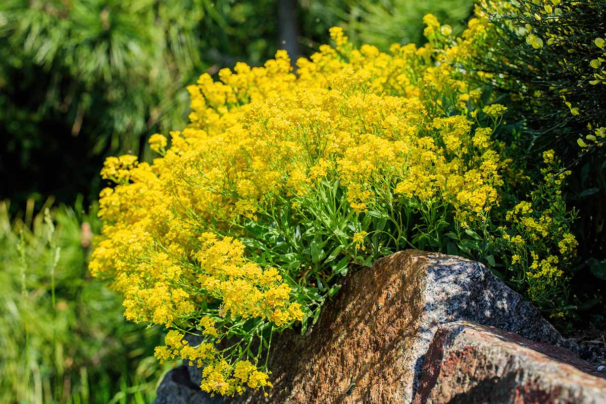 A close up horizontal image of Aurinia saxatilis in full bloom pictured in bright sunshine.