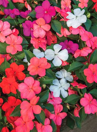 A close up vertical image of 'Beacon Paradise' impatiens flowers growing in the garden.