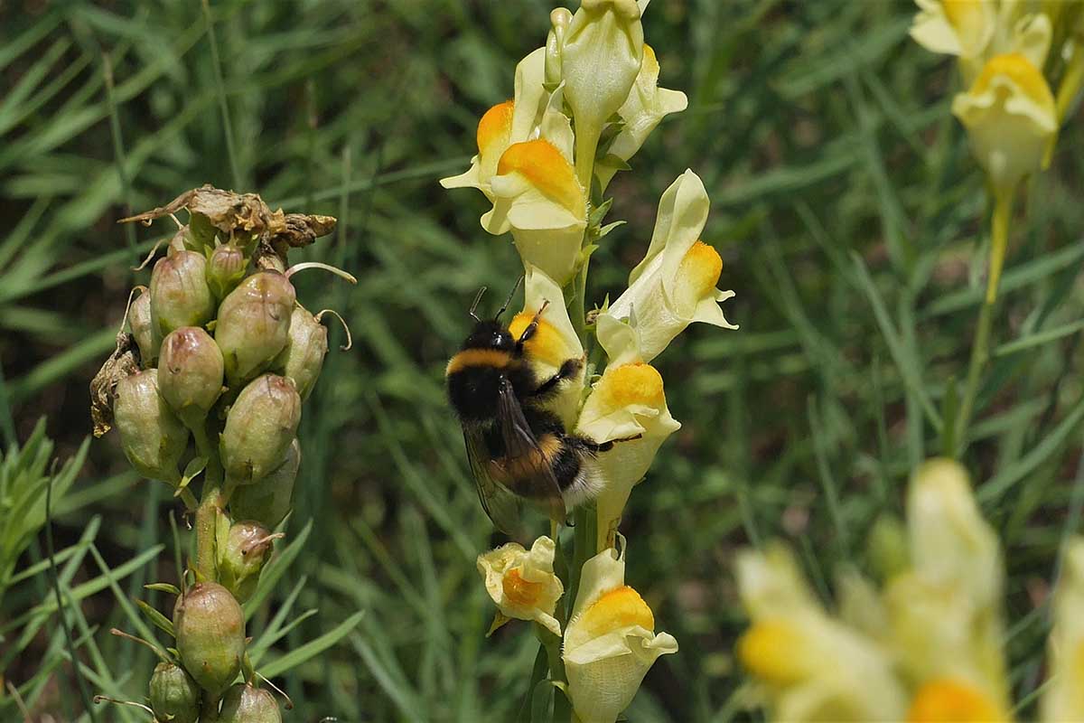 A close up horizontal image of a bee on a yellow Antirrhinum majus flower growing in the garden.